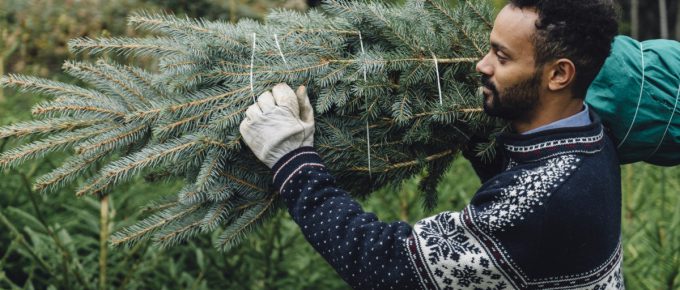 Male seasonal worker carrying a Christmas tree for a family.